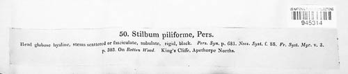 Stilbum image